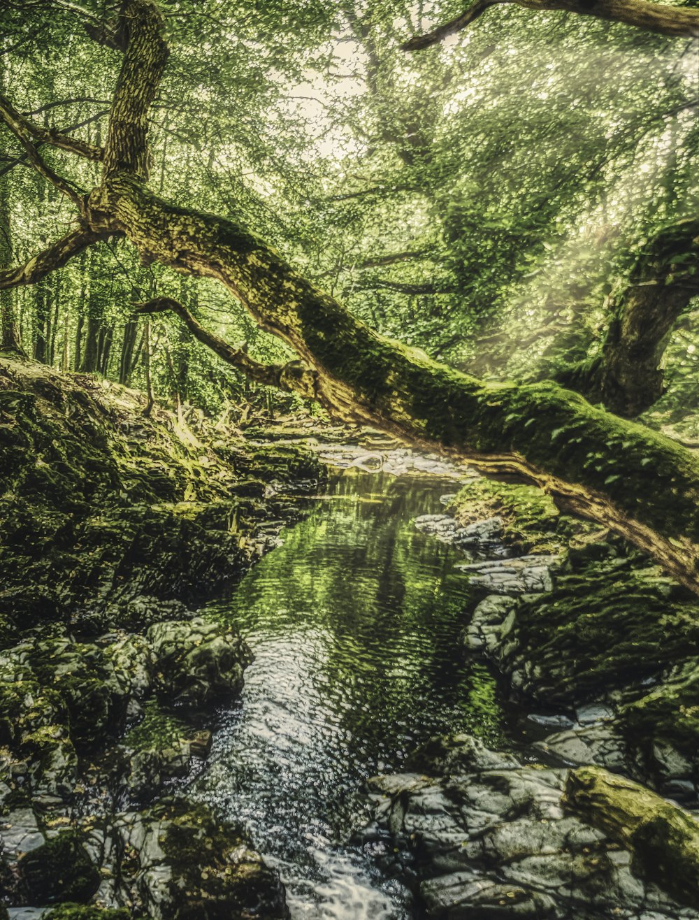 green moss on brown tree trunk near river during daytime