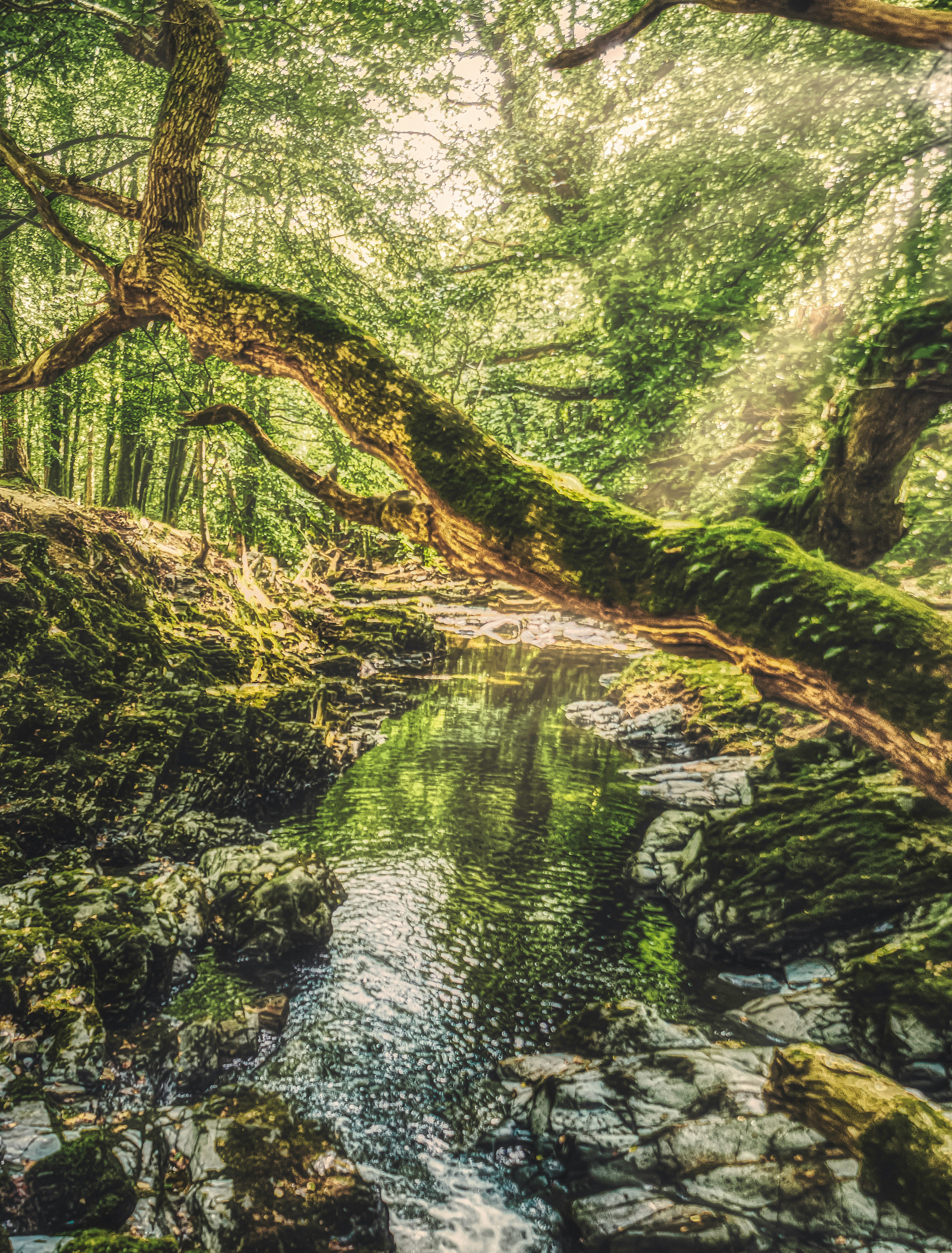 green moss on brown tree trunk near river during daytime