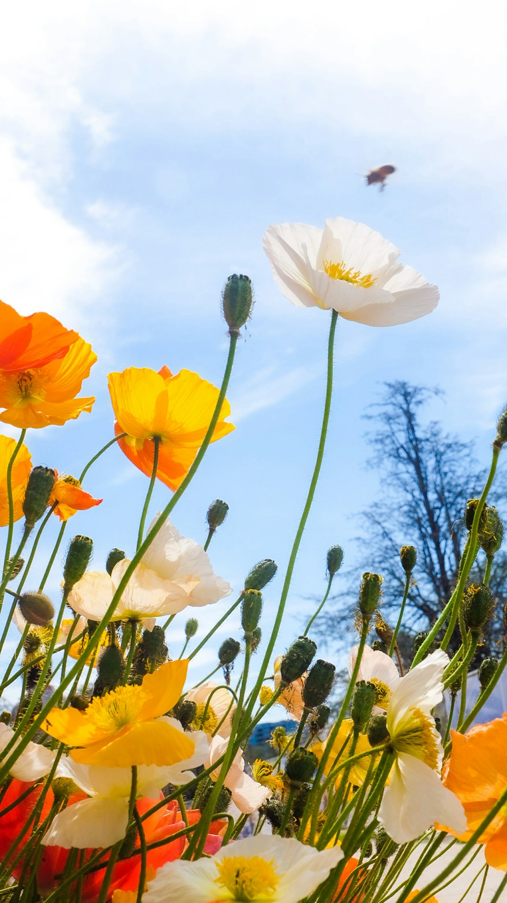 yellow flower field under blue sky during daytime