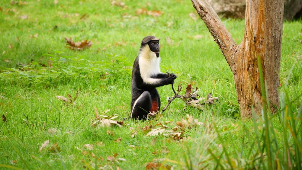 Foto Macaco branco e preto na grama verde durante o dia – Imagem