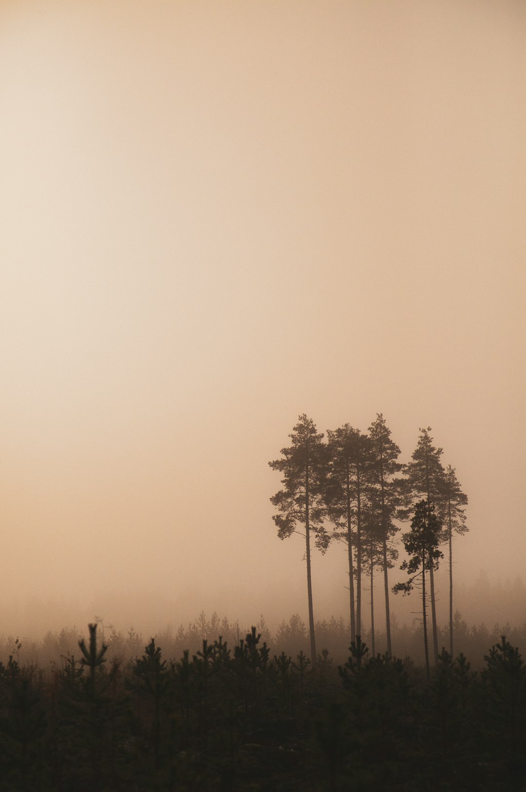 silhouette of trees during sunset