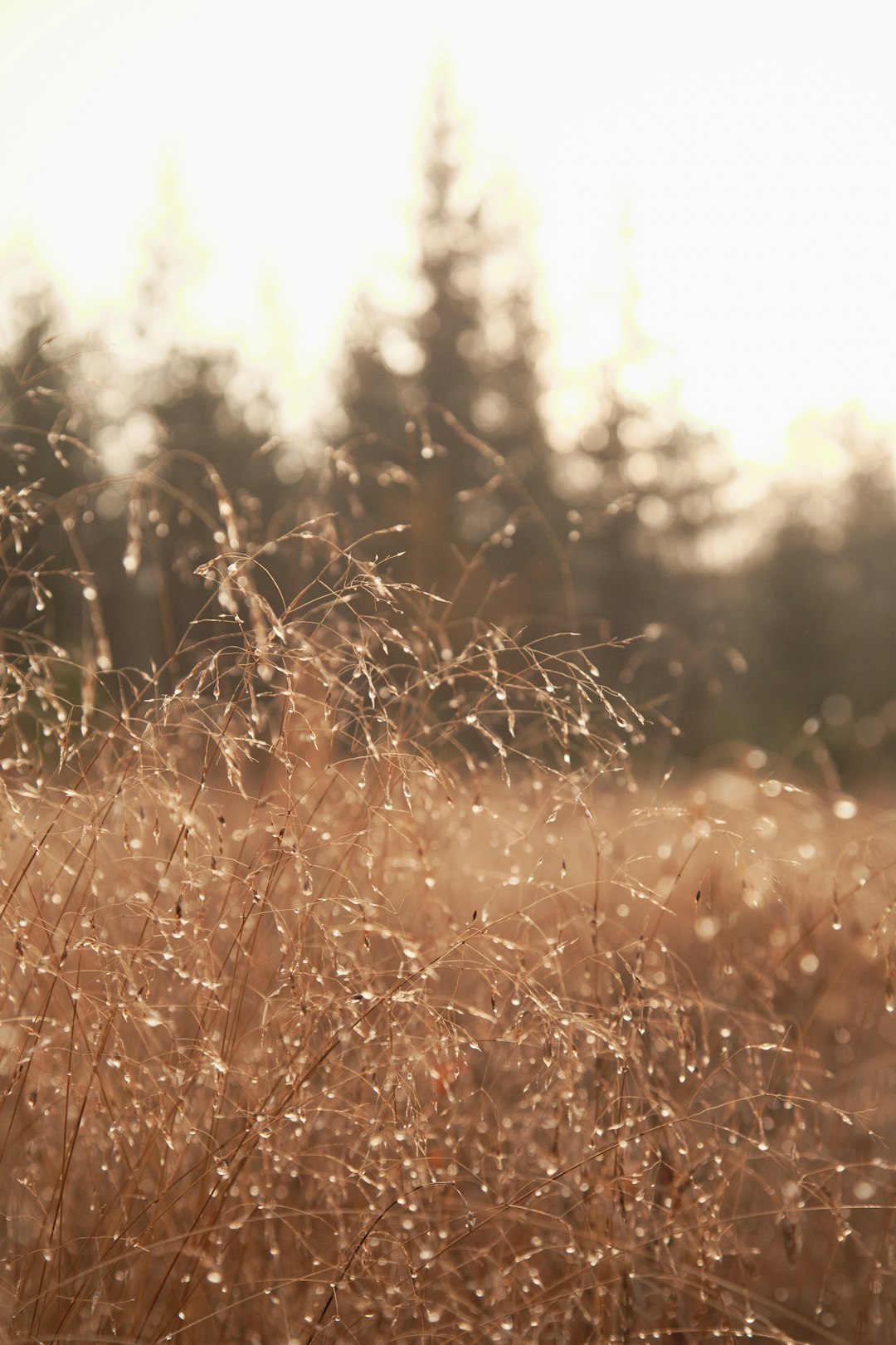 brown grass field during daytime