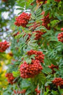 red round fruits on green leaves