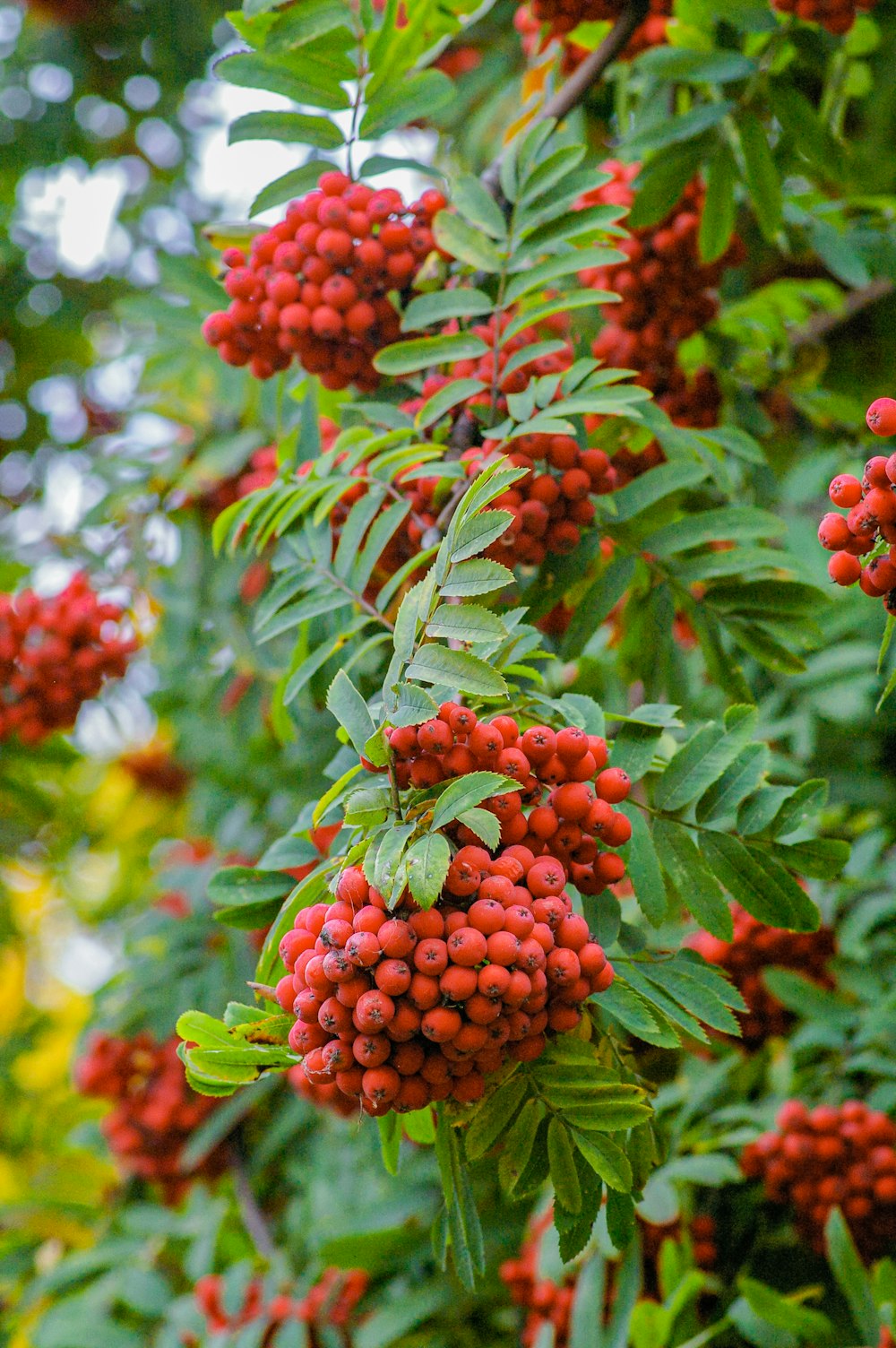 red round fruits on green leaves