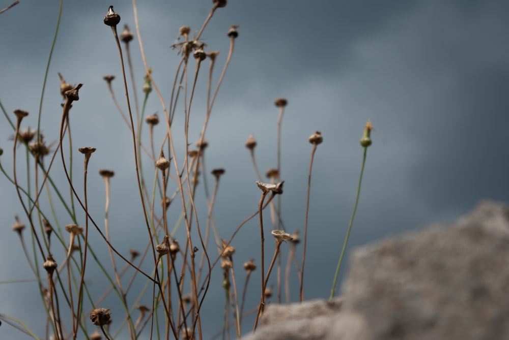 white flowers on brown rock