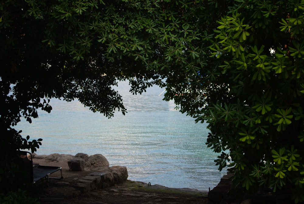 green tree near body of water during daytime