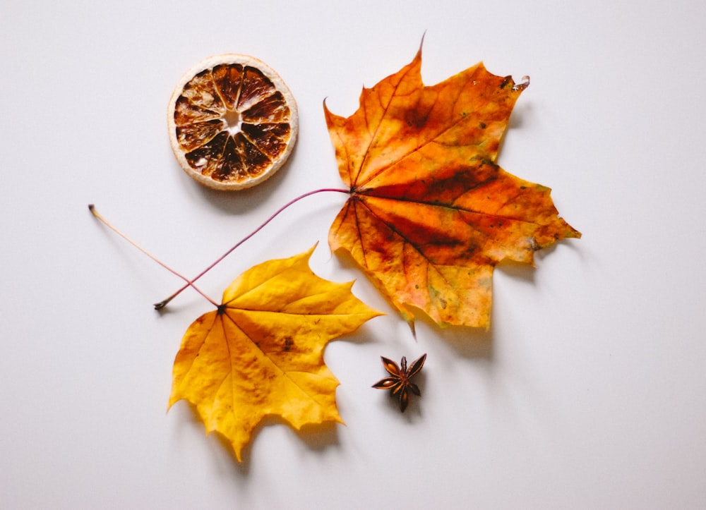 brown maple leaf on white surface