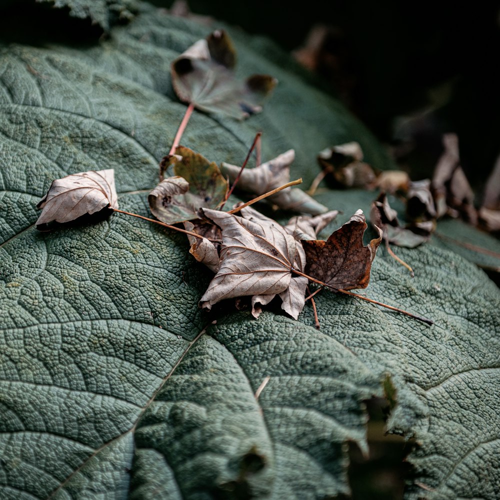 brown dried leaf on green leaves