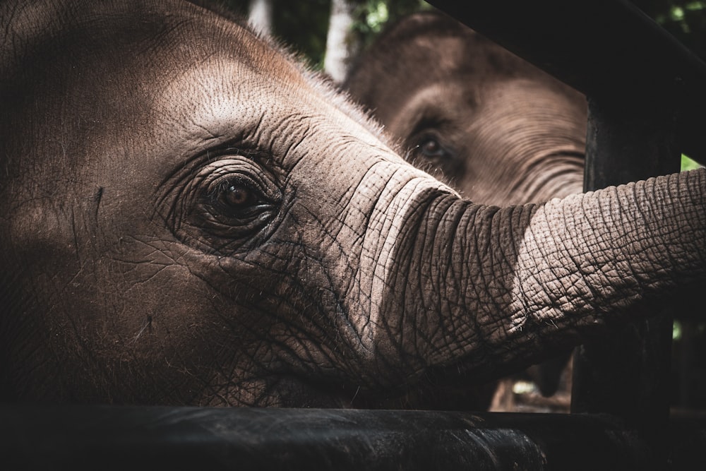 brown elephant in close up photography