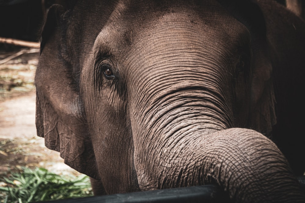 brown elephant in close up photography during daytime