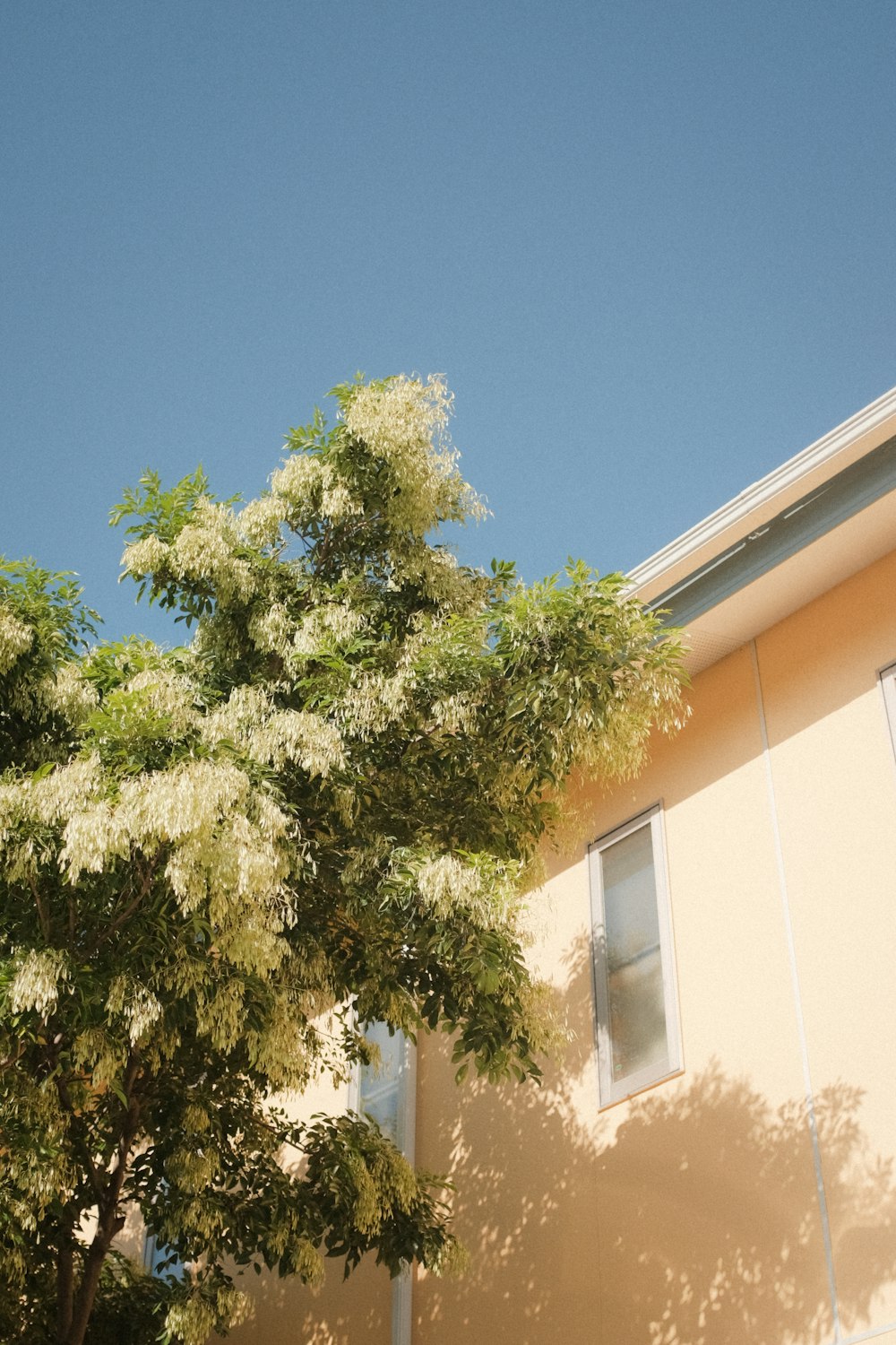 green tree near beige concrete building during daytime