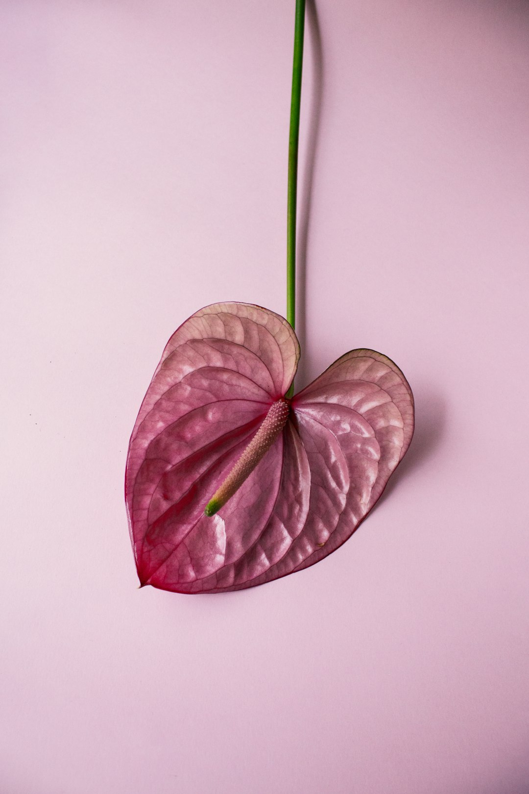 pink and green flower on white surface