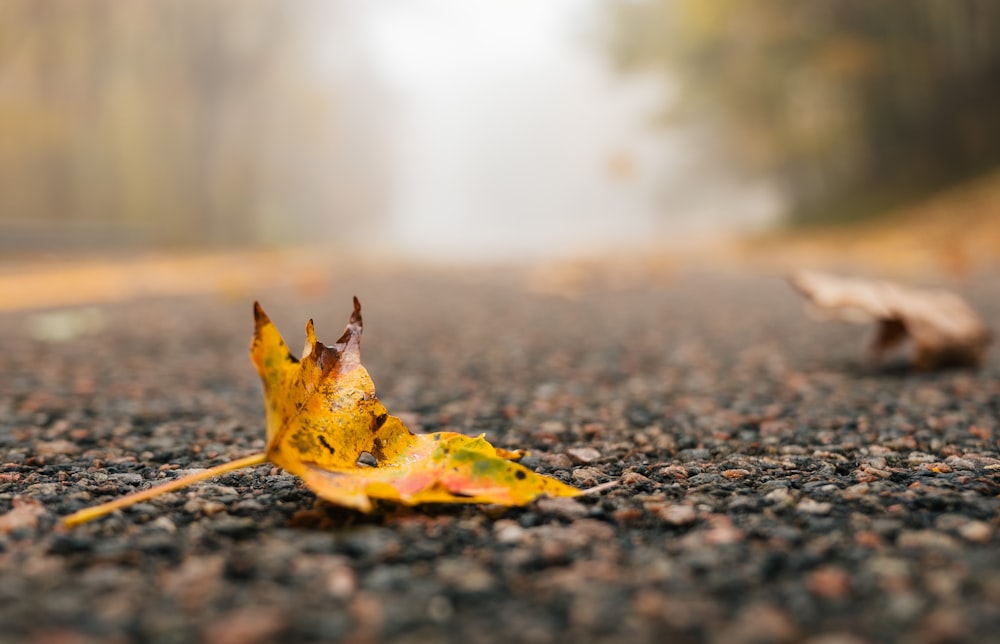 yellow dried leaf on ground