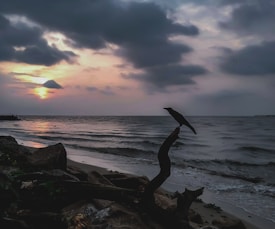 A crow perches on a piece of driftwood near a rocky shoreline, with the ocean stretching out towards the horizon. The sky is filled with dark clouds, partially obscuring a setting or rising sun, casting a warm glow across the water.