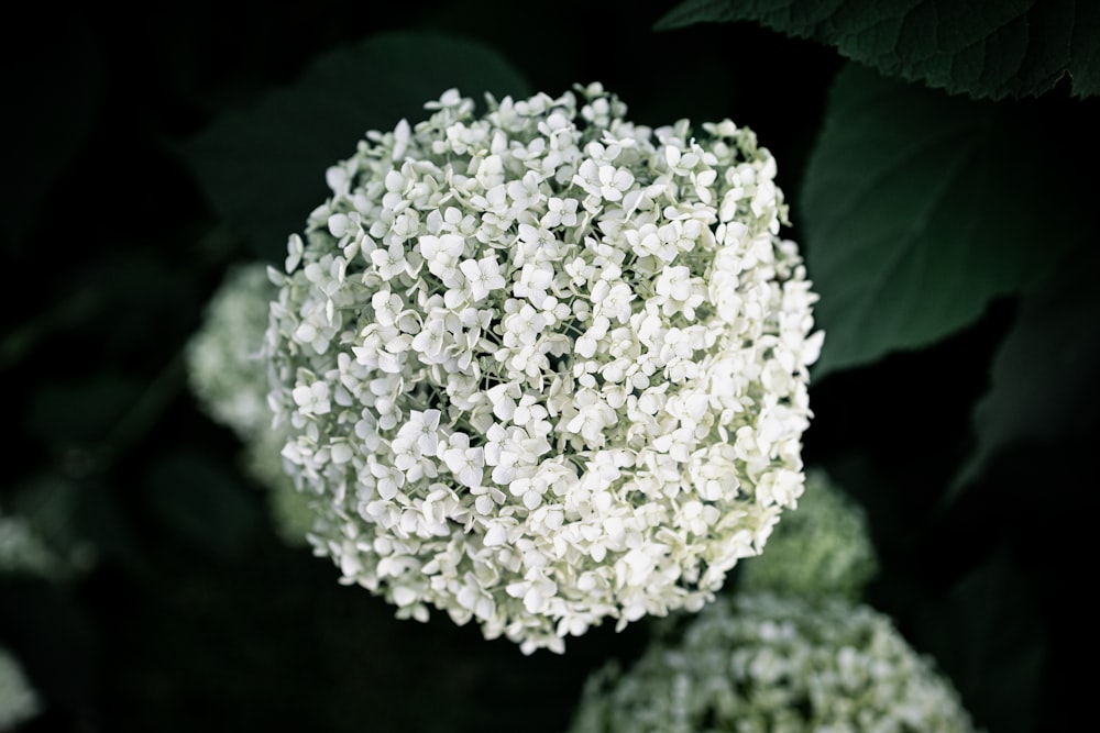 white cluster flower in close up photography