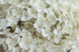 white flowers in macro shot