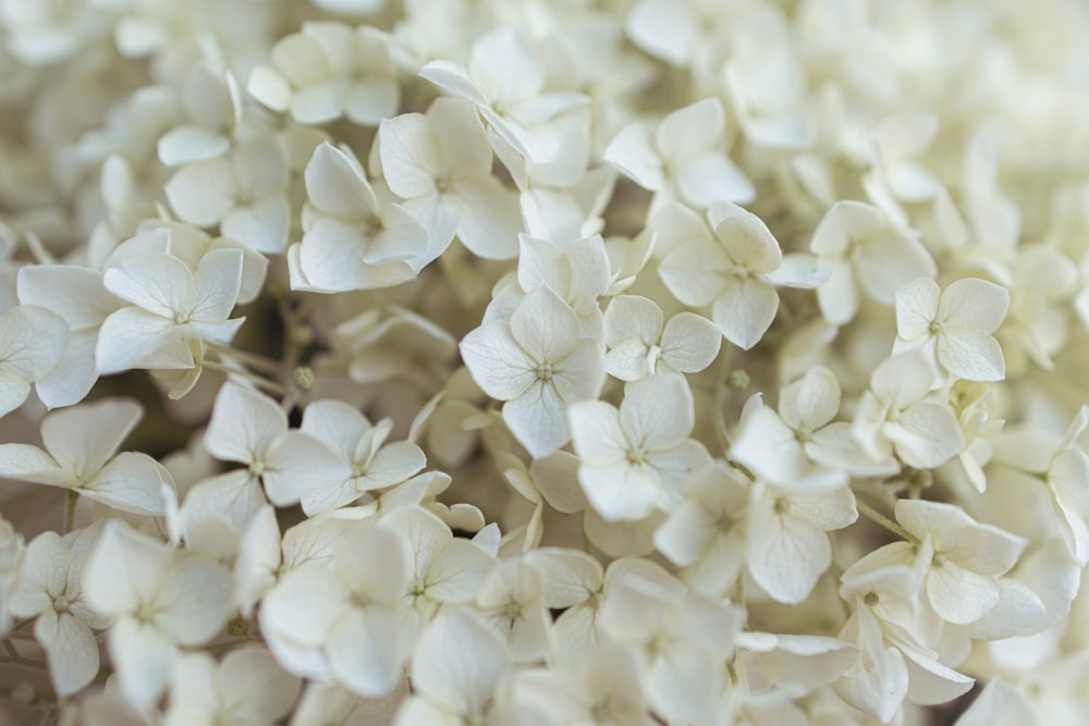 Flores blancas en macro plano