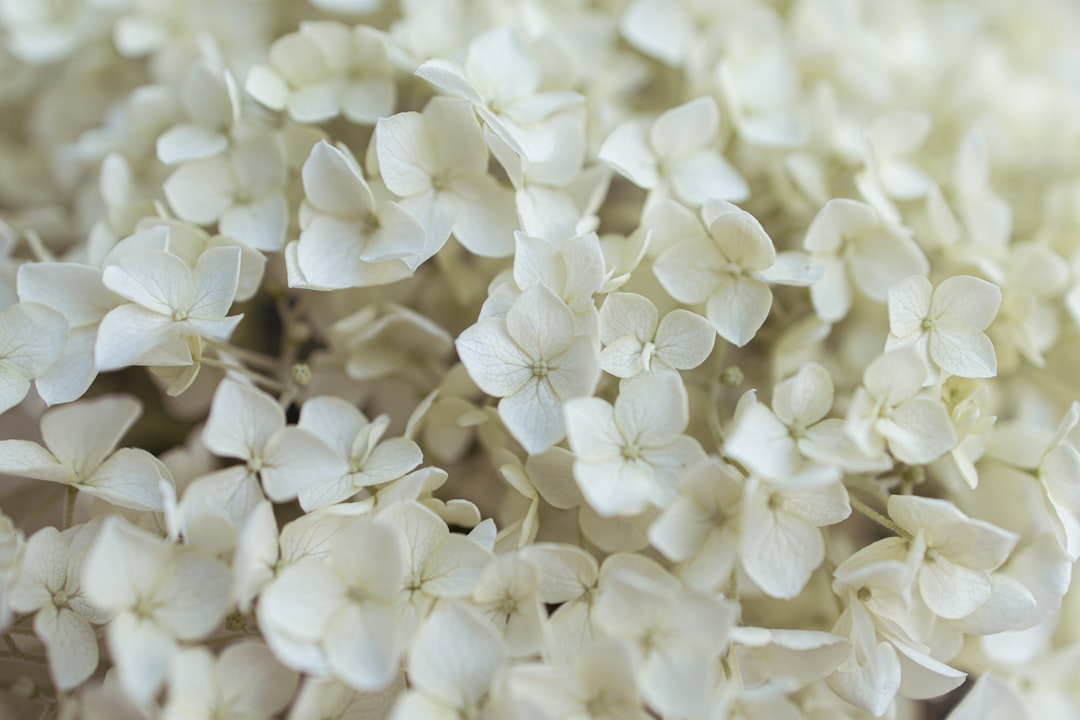 white flowers in macro shot, Flowers in the garden.