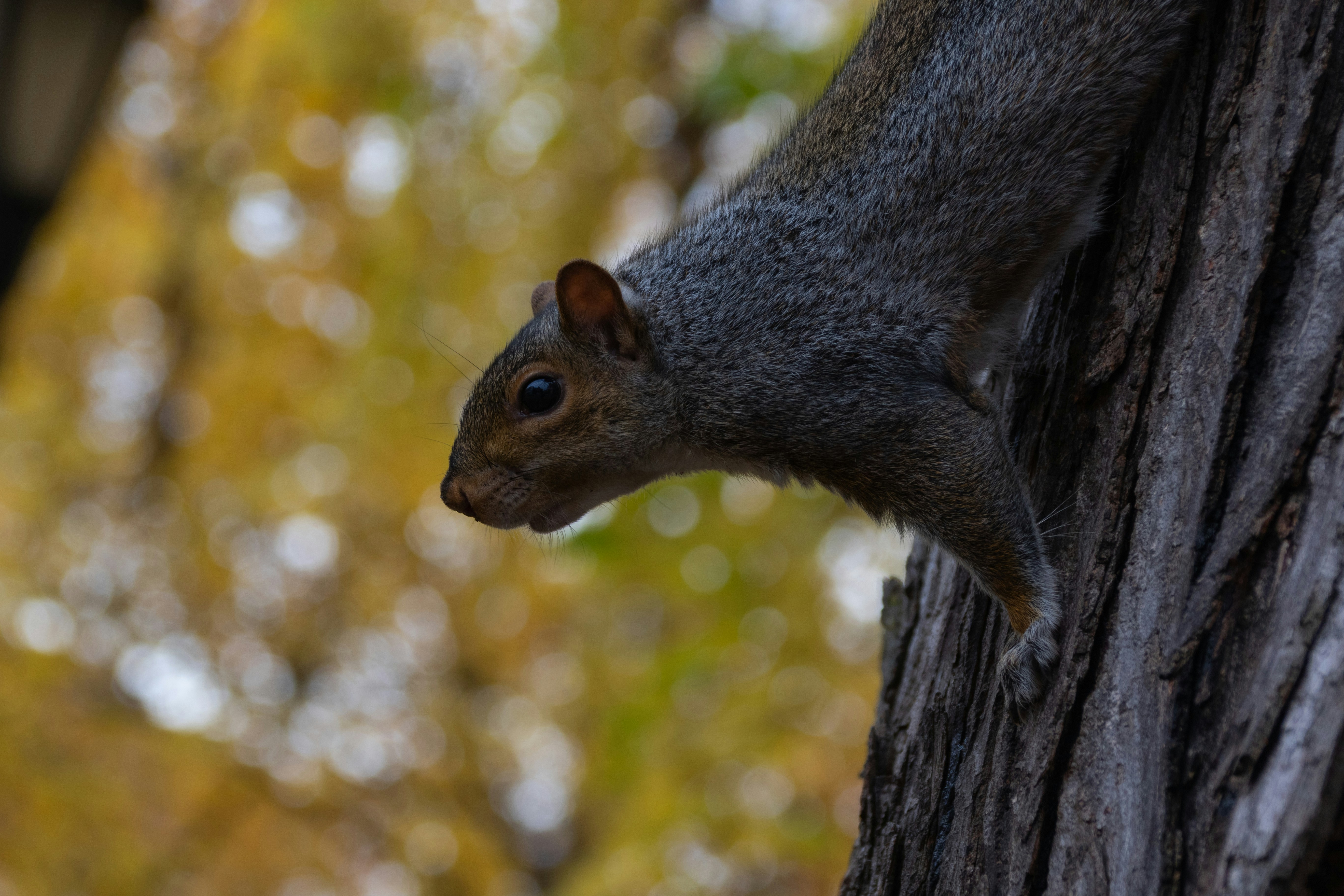 Photo by dododesiles