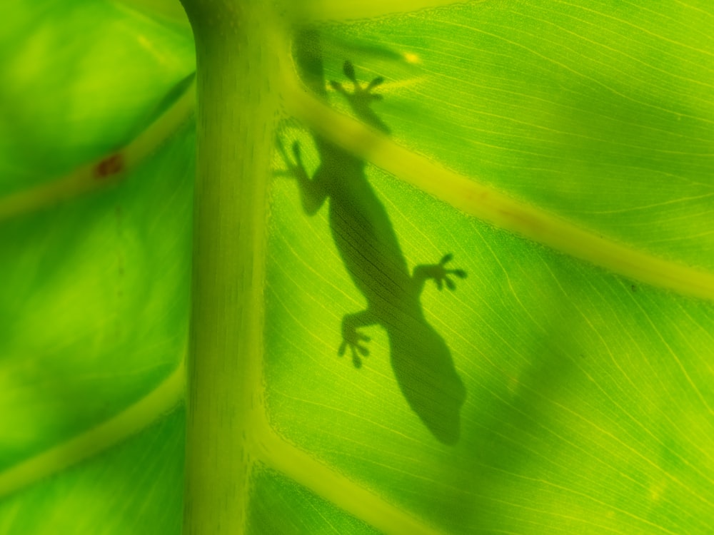 녹색 잎에 녹색 도마뱀