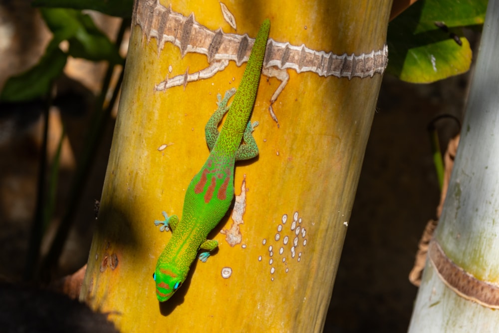 green and brown lizard on yellow surface