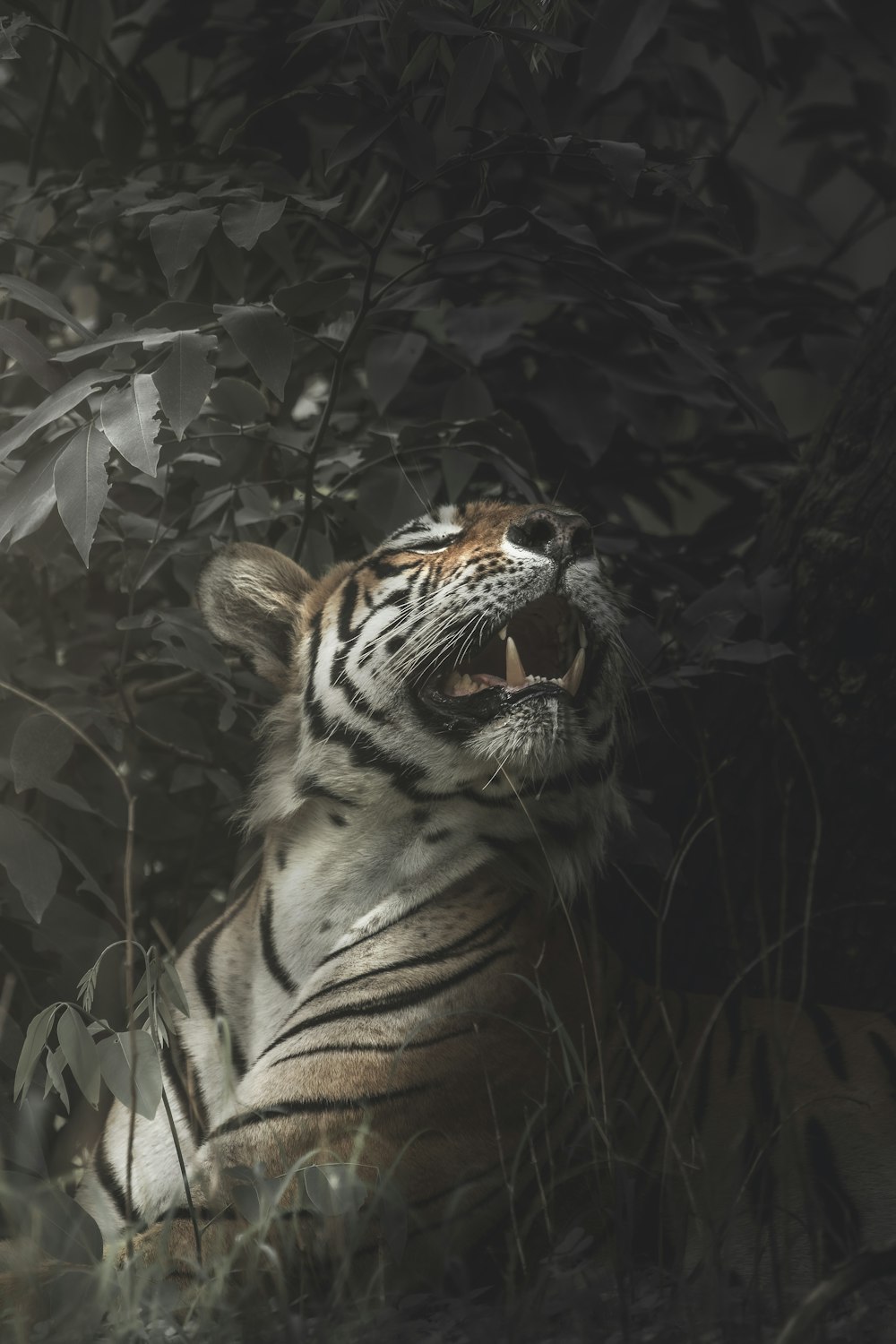 tiger in forest during daytime