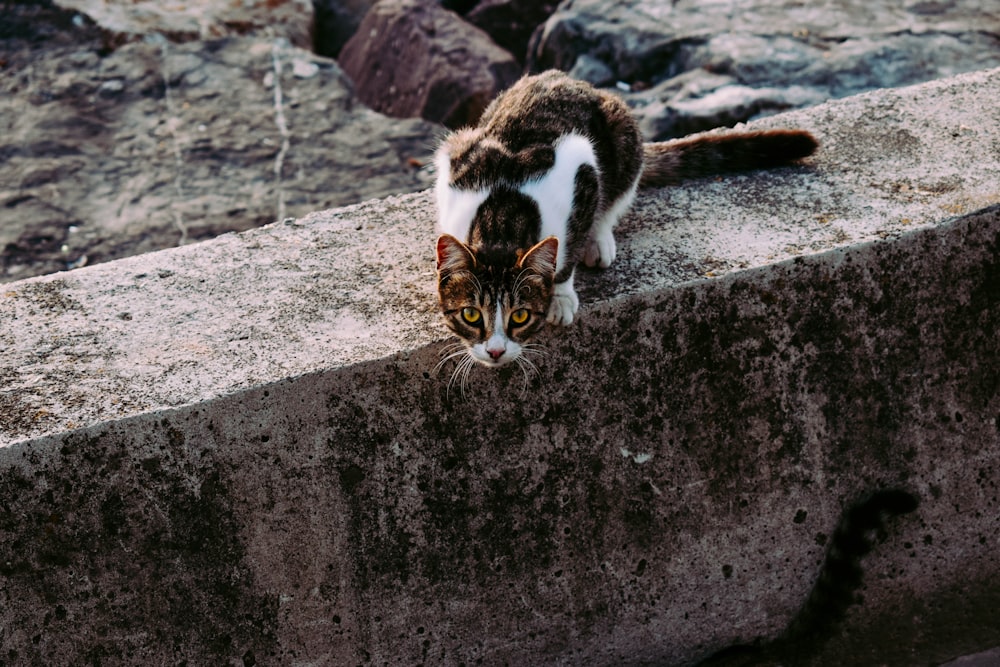 black and white cat on gray concrete wall