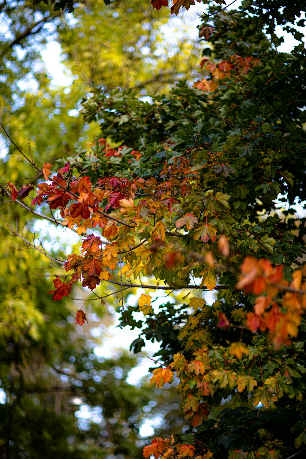 red and green maple leaves