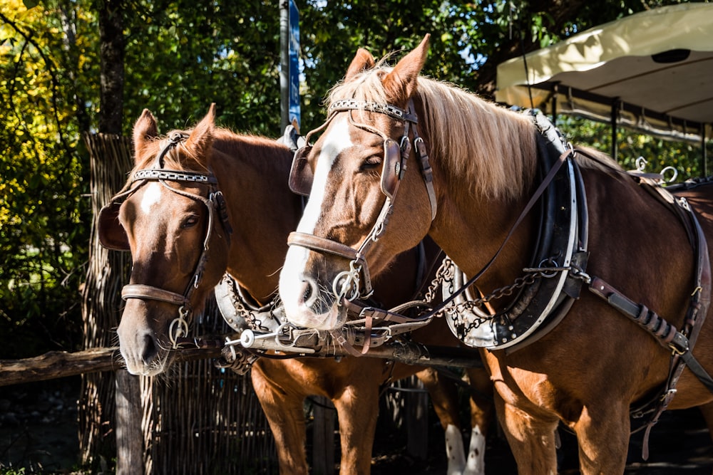 Cheval marron avec lanière en cuir blanc sur la tête