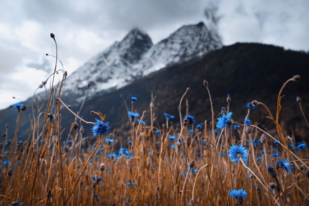 blue flowers on a mountain