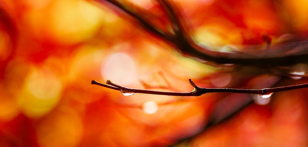 water dew on brown stem