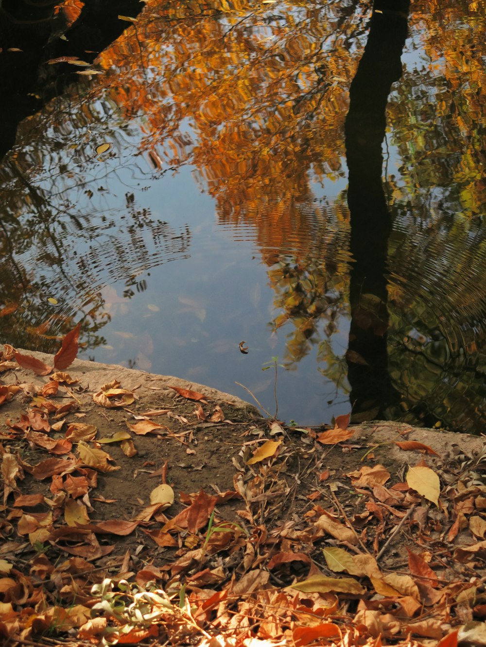 brown dried leaves on body of water