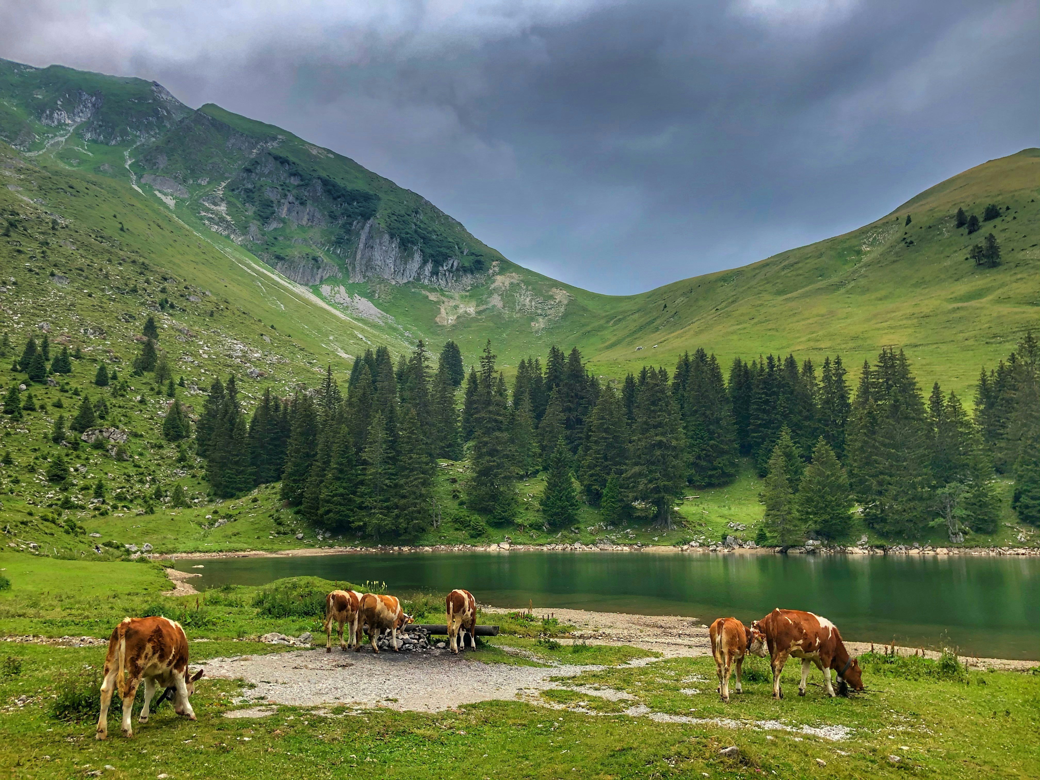 horses on green grass field near lake and mountains during daytime, Gantrischseeli
