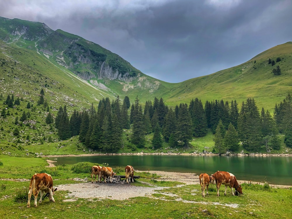 horses on green grass field near lake and mountains during daytime