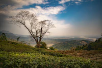 Most Aesthetic Cafes in Mirik for Photos and Good Coffee
