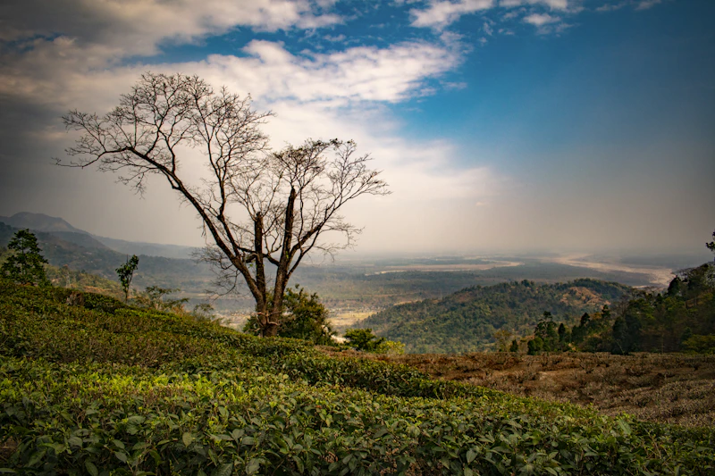 Most Aesthetic Cafes in Mirik for Photos and Good Coffee