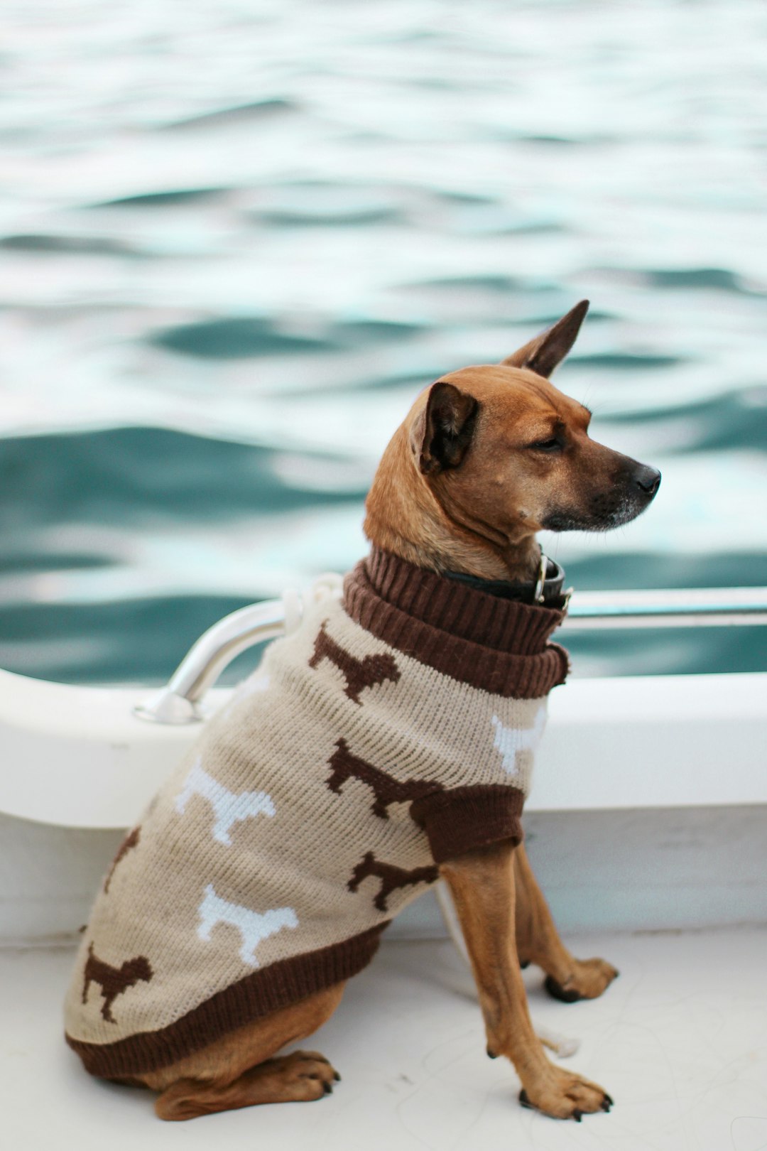 brown short coated dog wearing brown and white striped shirt