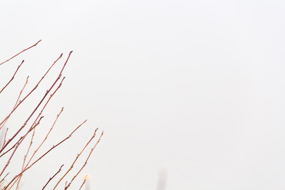 brown leafless plant during daytime