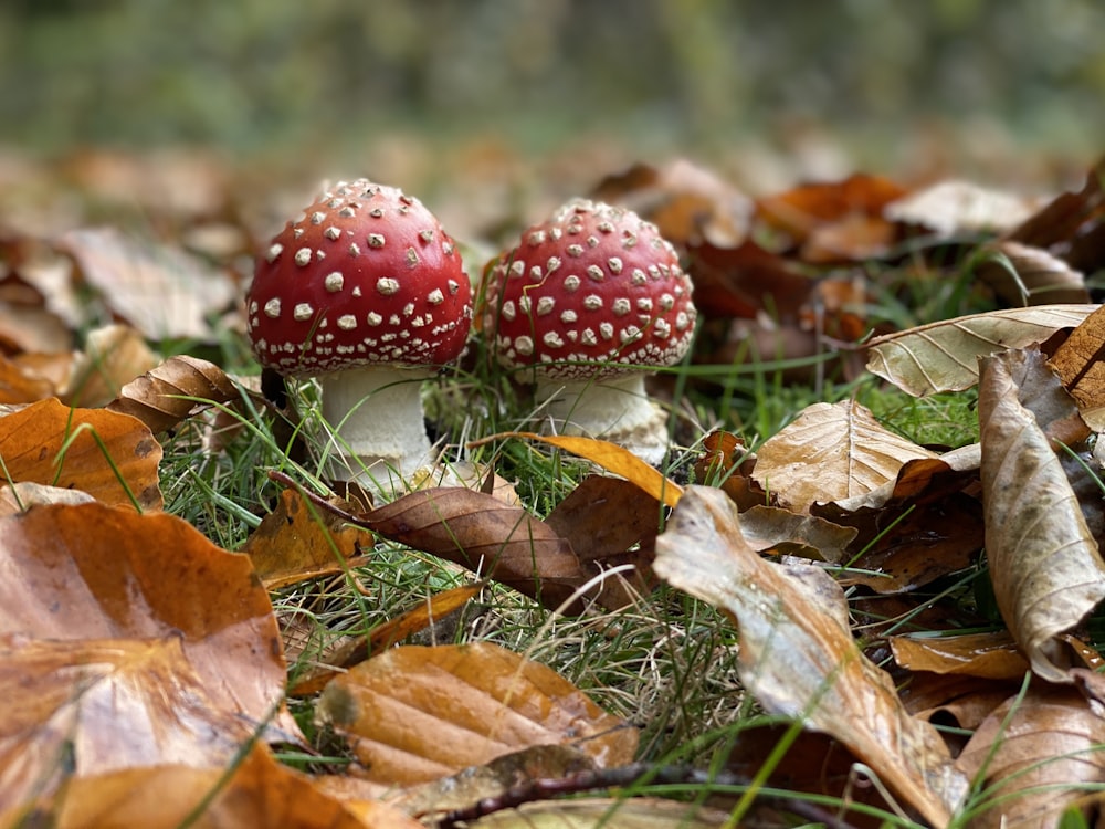 champignon rouge et blanc sur feuilles séchées brunes