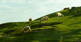 herd of sheep on green grass field during daytime