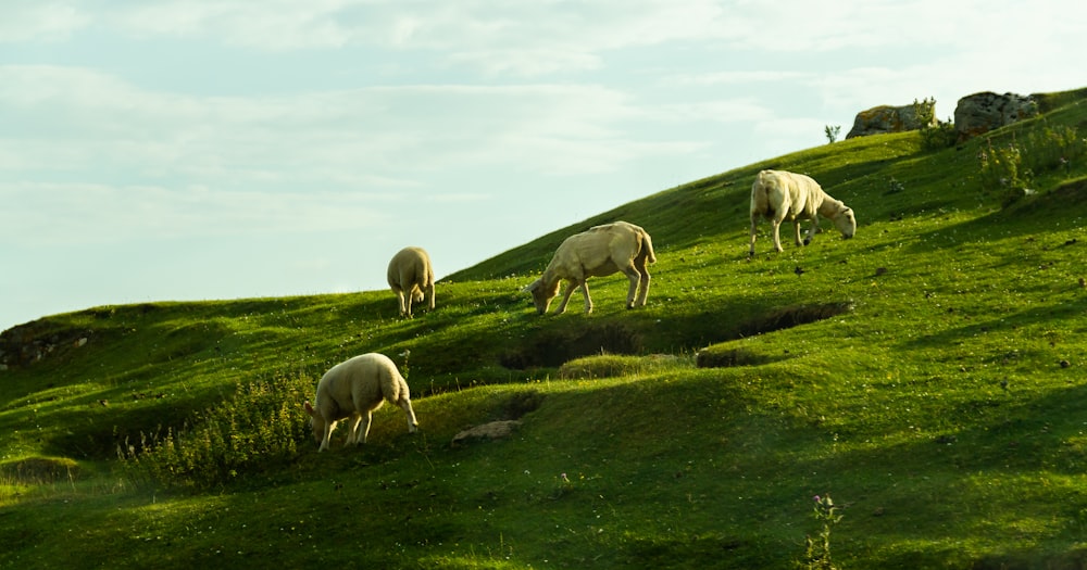 herd of sheep on green grass field during daytime