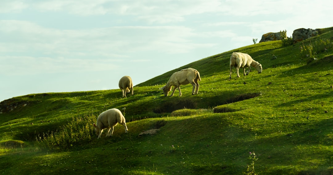Sheep eating grass.