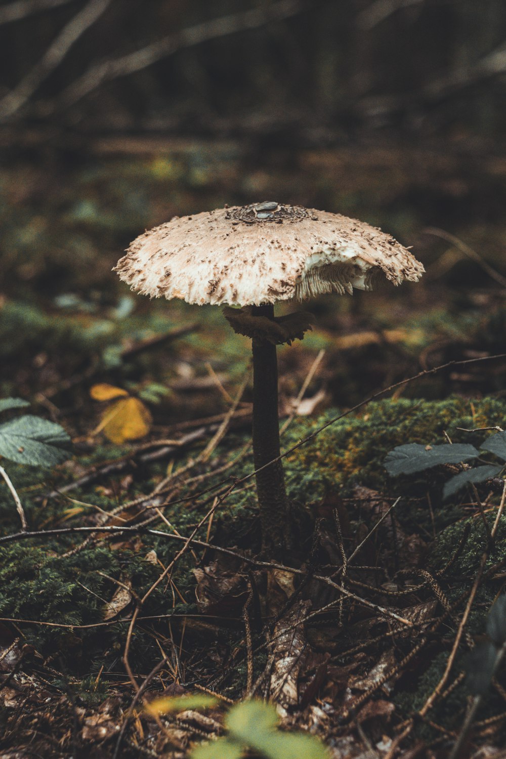 brown mushroom on brown dried leaves