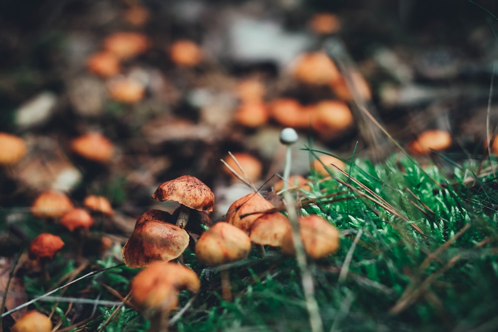 brown mushrooms on green grass during daytime