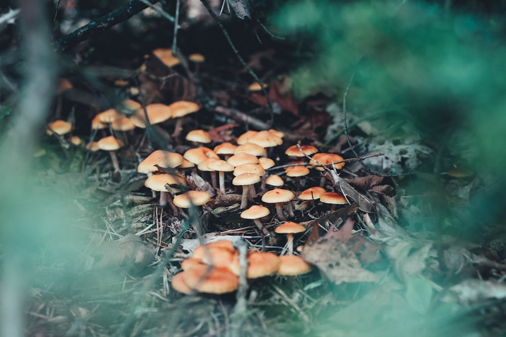 brown mushrooms on green grass