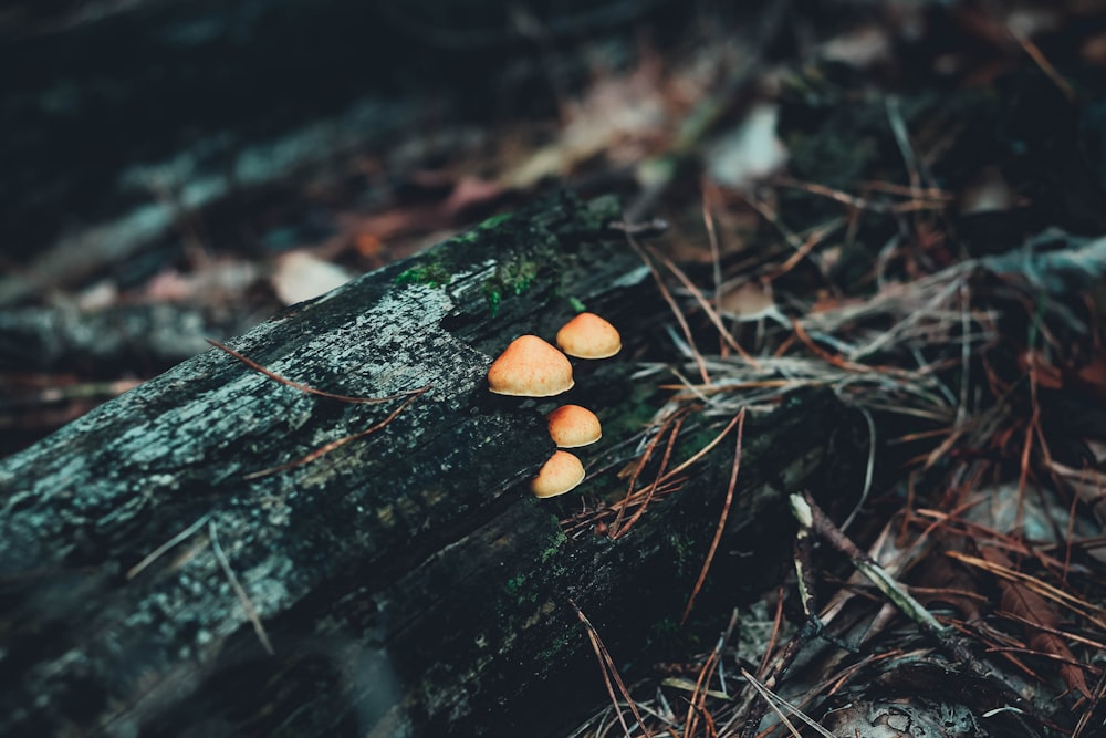 champignons bruns sur tronc d’arbre brun