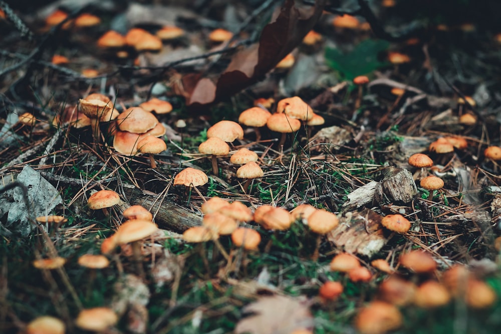 brown dried leaves on ground