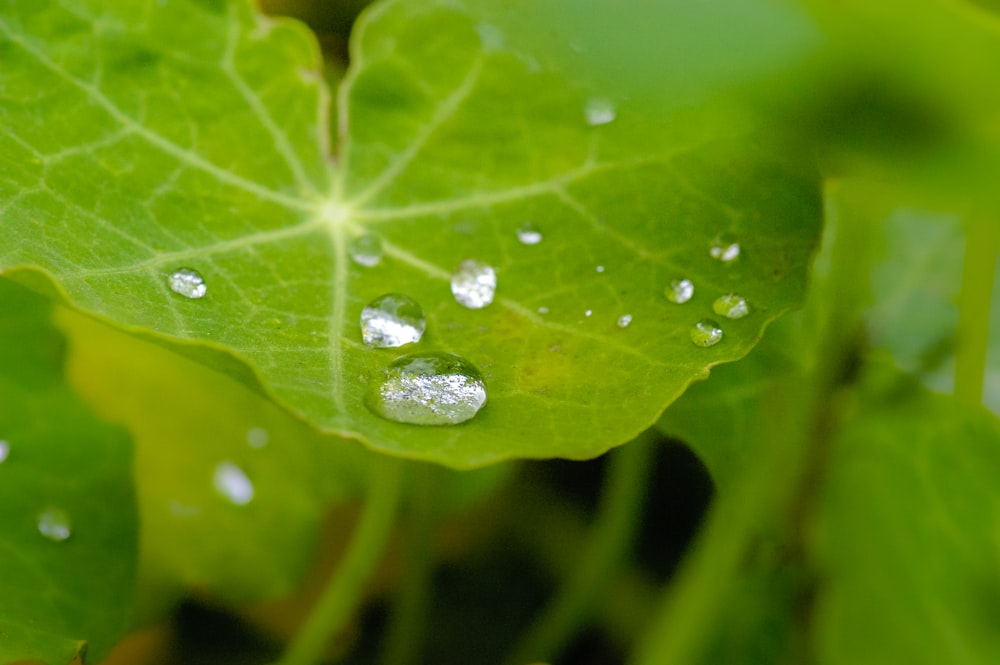 water droplets on green leaf