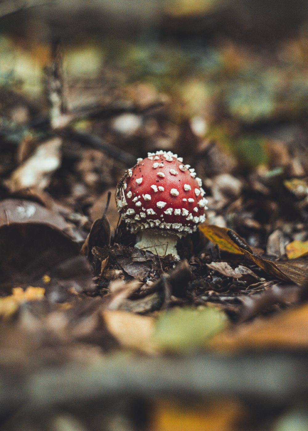 red and white mushroom in the middle of the woods