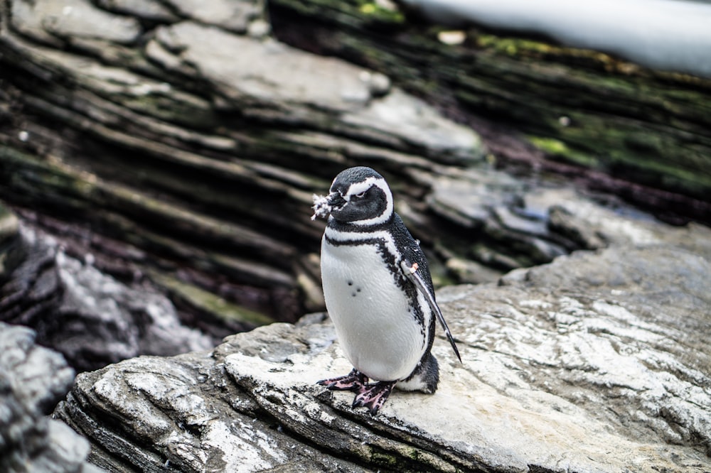 penguin on rock during daytime